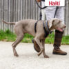 HALTI No Pull Harness