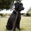 Woof Leather Dog Collar
