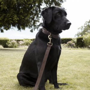 Woof Leather Dog Collar